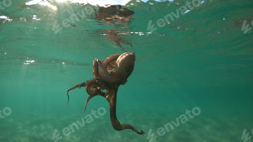 Preview: Sea Level And Underwater Scuba Photo Of Octopus Swimming In Mediterranean Sandy Beach Located In
