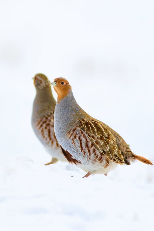 Preview: Partridges. White Snow Background . Grey Partridge. Perdix Perdix.