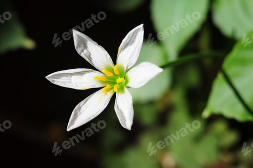 Preview: Rain Lily White (Zephyranthes Candida)