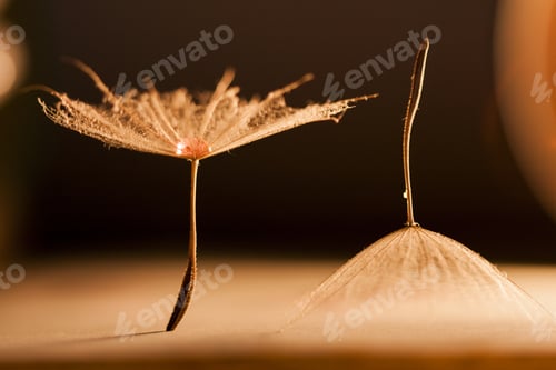 Preview: Macro, Abstract Composition With Colorful Water Drops On Dandelion Seeds