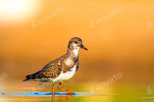 Preview: Cute Water Bird. Nature Background. Common Bird Ruddy Turnstone Arenaria Interpres