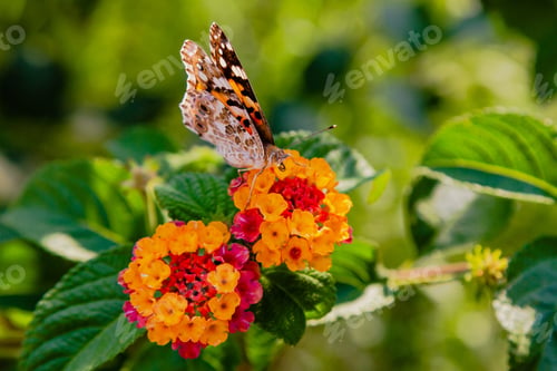 Preview: A Beautiful Butterfly On The Flowers Of A Tropical Plant Lantana Camara. Bright Summer Floral