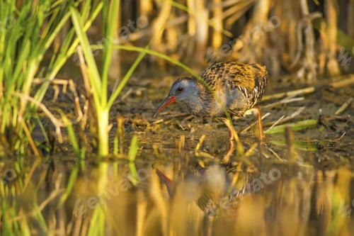 Preview: Nature And Bird. Colorful Nature Habitat Background. Bird: Water Rail. Rallus Aquaticus.