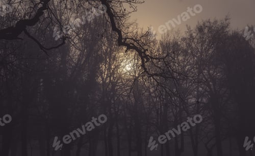 Preview: Sun Penetrating The Forest