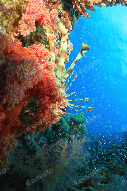 Preview: Lionfish, Soft Coral And Glassfish