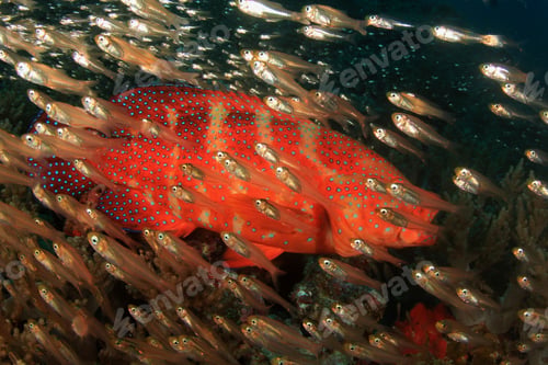 Preview: Coral Grouper Fish