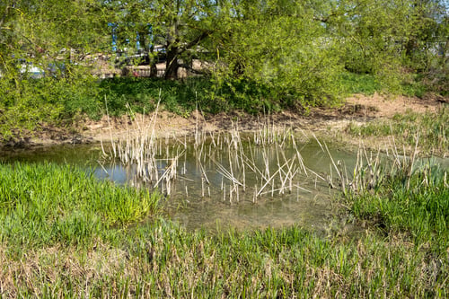 Preview: Shrinking Water Hole Habitat Image