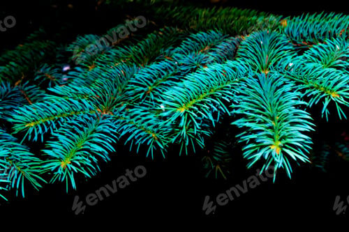 Preview: Frozen Winter Forest With Snow Covered Trees.