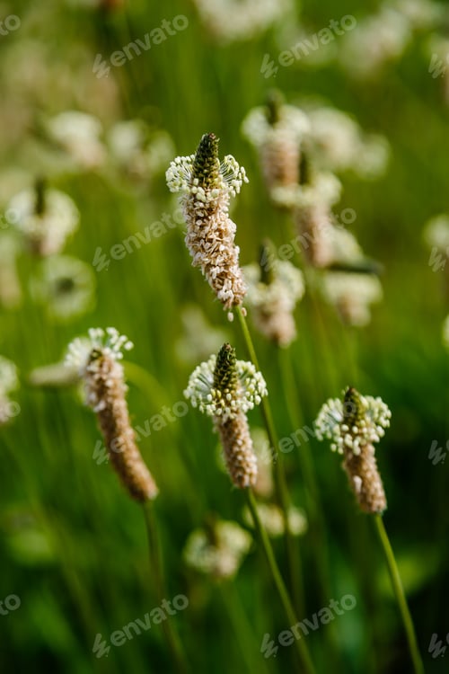 Preview: Plantago Lanceolata In Full Bloom, The Leaves Give A Good Natural Medicine. Medicinal Plants In The