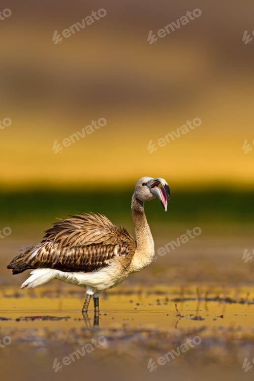 Preview: Alone Flamingo. Natural Background.