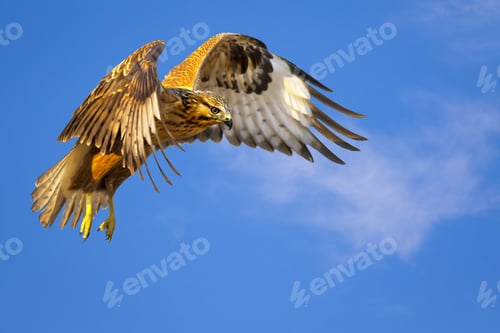 Preview: Bird Of Prey. Flying Buzzard. White Clouds And Blue Sky Background.