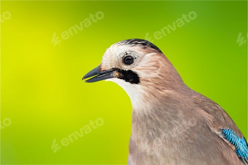 Preview: Cute Bird. Bird Portrait. Green Nature Background.