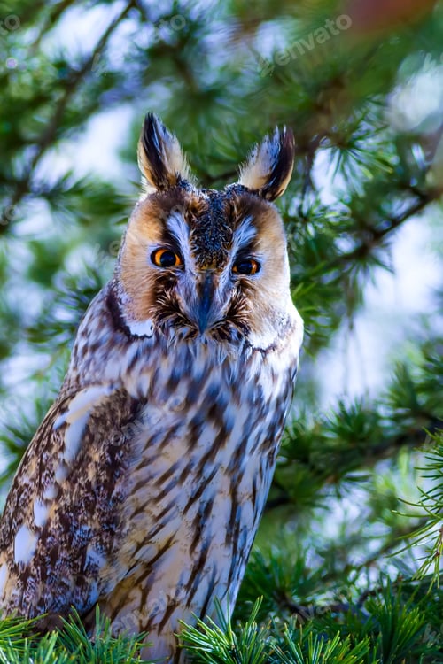 Preview: Forest And Owl. Pine Tree. Bird: Long Eared Owl. Asio Otus. Nature Background.