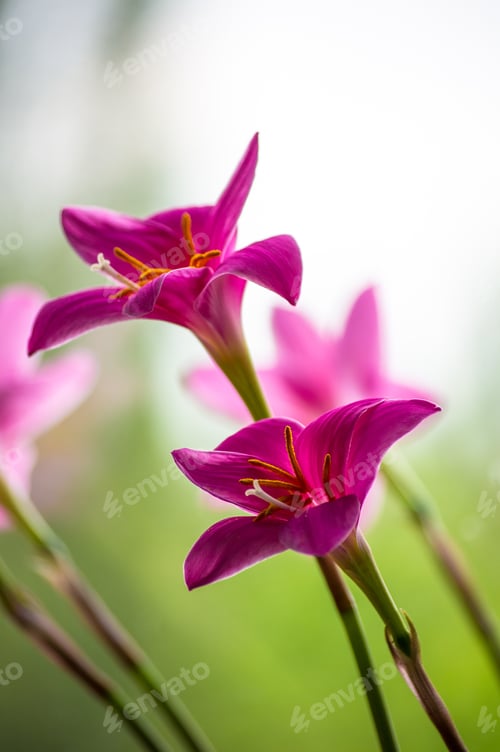 Preview: Decorative Pink Flower Rain Lily (Zephyranthes Grandiflora) On Blurred Background Closeup