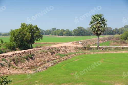 Preview: Thailand, Southeast Asia - Countryside View Of Prachin Buri Province. Rice Fields.