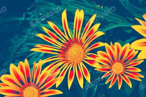 Preview: Selective Focus. Colorful Chrysanthemum Flowers On A Background Of The Autumn Landscape. Meadow