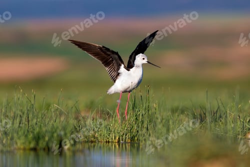 Preview: Beautiful Water Bird. Black Winged Stilt. Green Nature Habitat Background.