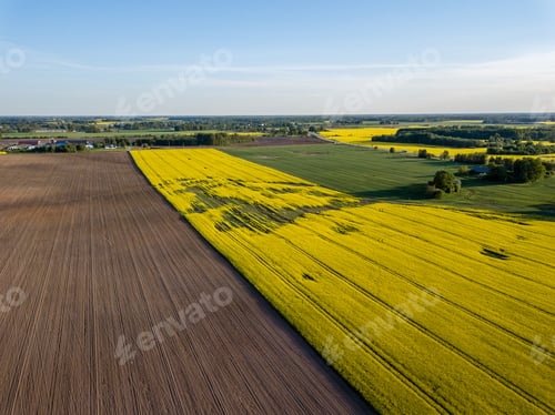 Preview: Drone Image. Aerial View Of Rural Area With Cultivated Fields Of Rape Seed In Sunny Spring Day