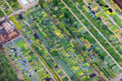 Preview: Aerial View Over The Tree Nursery