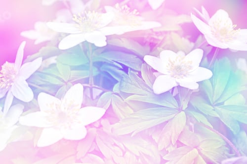 Preview: The First Delicate Spring Flower Snowdrop.