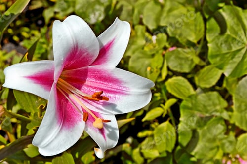 Preview: Colorful Beautiful Flowers Lily On The Background Of The Summer Landscape.