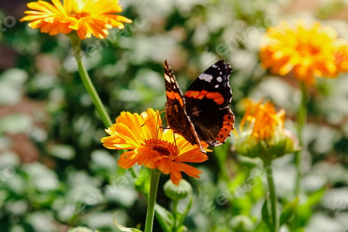 Preview: Butterfly On The Flowers Of Calendula On A Summer Day. Orange Flowers In The Garden Of Calendula