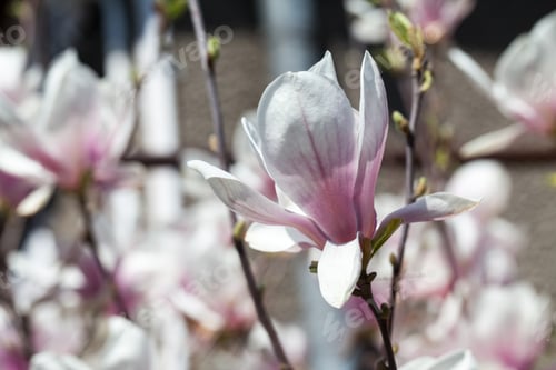 Preview: Magnolia - Beautiful Flowers In A Spring Day