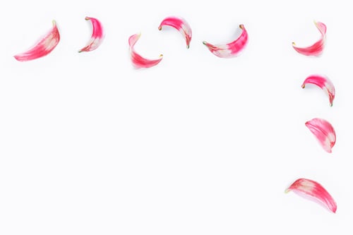 Preview: Red Lily Petals Isolated On White Background.
