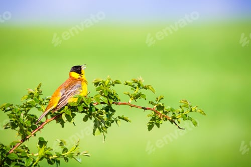 Preview: Singing Bird. Green Nature Background.