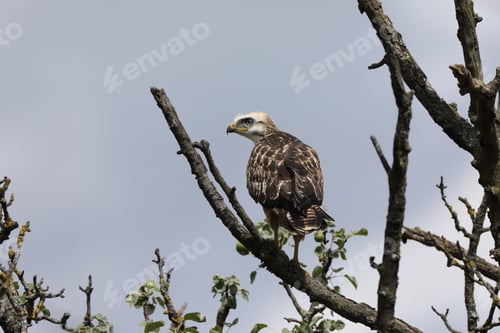 Preview: Young Buzzard Common Buzzard (Buteo Buteo)