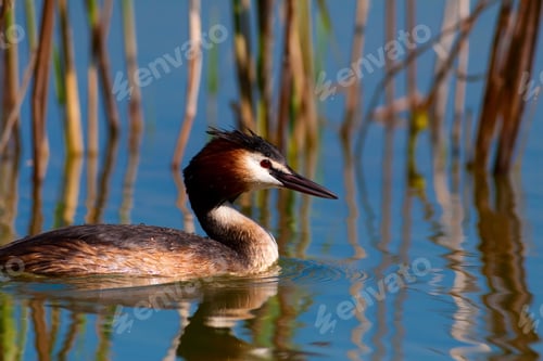 Preview: Cute Bird. Great Crested Grebe. Podiceps Cristatus