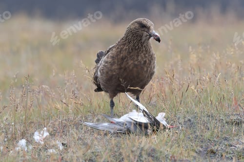 Vista previa: Great Skua Feeding On Dead Arctic Tern Iceland