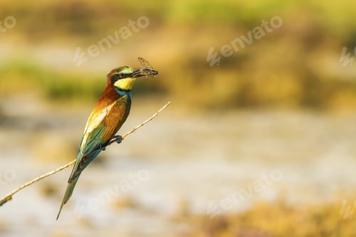 Preview: Colorful Bird And Its Hunt. Green Yellow Nature Background. Bird: European Bee Eater. Merops