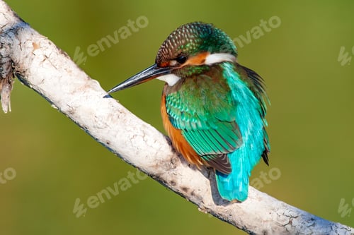 Preview: Cute Colorful Bird. Kingfisher. Green Nature Background.