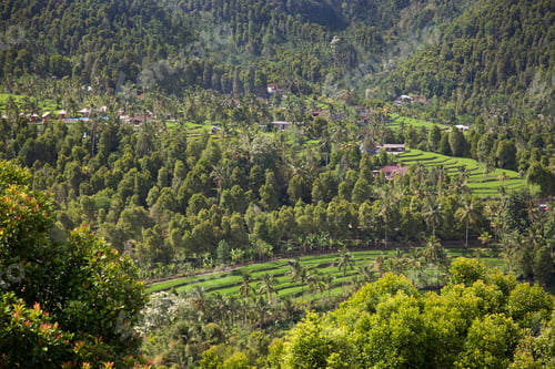 Preview: Paddy Fields Or Sawa Landscape With Growing Rice Plants