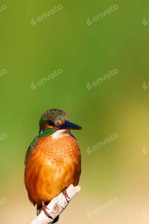 Preview: Cute Bird Kingfisher. Green Nature Background.