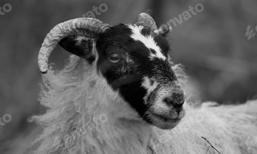 Preview: Scottish Blackface Sheep In The Scottish Highlands