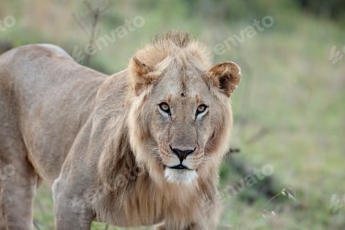 Preview: Vanishing Africa: African Lion In The Maasai Mara National Park, Kenya
