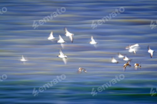 Preview: Flying Birds. Panning Photography. Motion Blur Background.