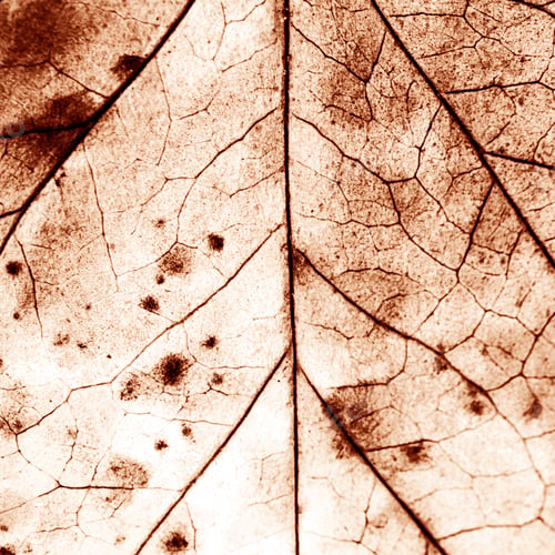 Preview: Texture With Rotten Leaves With Fibers
