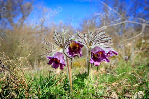 Preview: Nice Pasque Flowers On Spring Meadow
