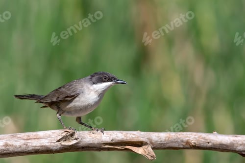 Preview: Cute Bird. Green Nature Background. Eastern Orphean Warbler. Sylvia Crassirostris