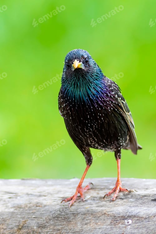 Preview: Colorful Bird Starling. Colorful Nature Background. Bird: Common Starling. Sturnus Vulgaris.