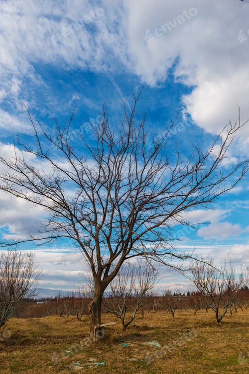 Preview: Tree Silhouette Over Beautiful Blue Sky, Armenia