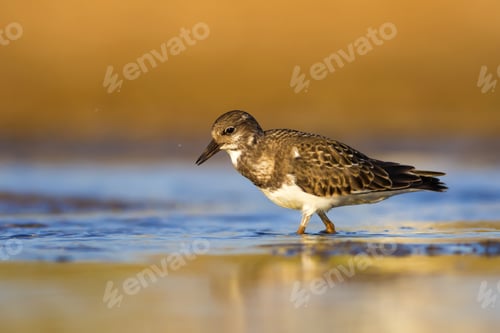 Preview: Cute Water Bird. Colorful Nature Background. Bird: Ruddy Turnstone.