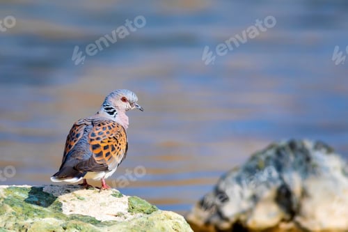 Preview: Colorful Dove. Nature Background. Bird: European Turtle Dove. Streptopelia Turtur.
