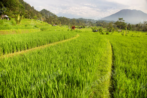 Preview: Paddy Fields Or Sawa Landscape With Growing Rice Plants, Mount Agung In Background
