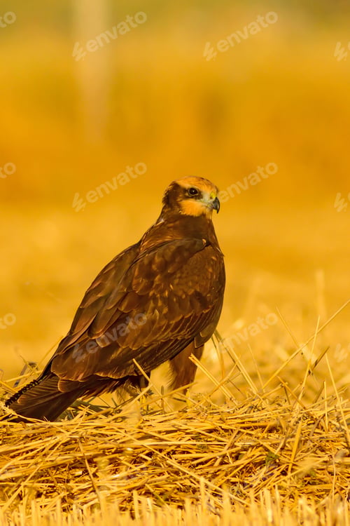 Preview: Wild Bird. Yellow Nature Background. Bird: Western Marsh Harrier. Circus Aeruginosus.