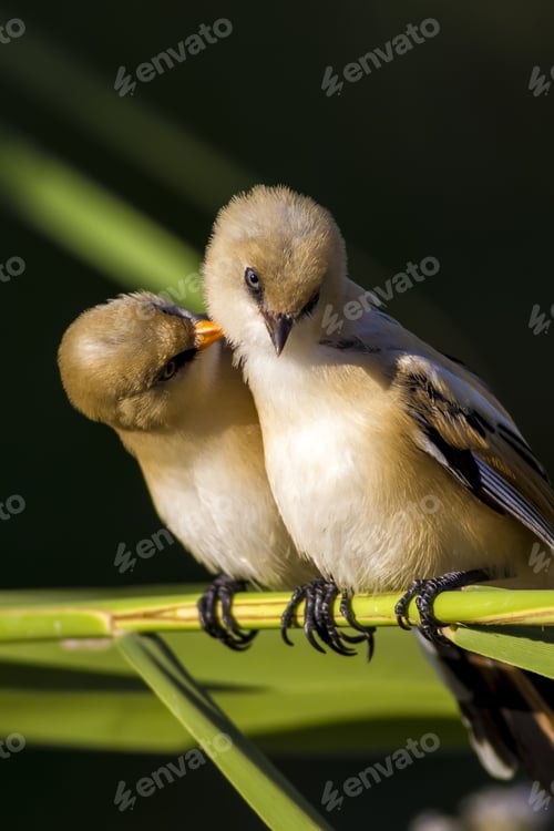 Preview: Lovely Birds. Cute Little Birds; Bearded Reedling. Dark Green Nature Background. Birds: Panurus