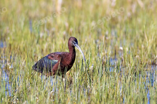 Preview: Bird Glossy Ibis. Green Nature Background. Glossy Ibis. Plegadis Falcinellus.